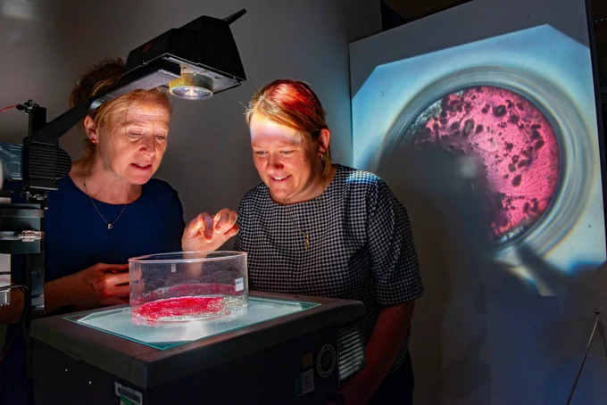 Two women are examining a specimen on an overhead projector. A magnified image of the specimen is projected on the wall behind them. They appear focused and engaged in their scientific observation.