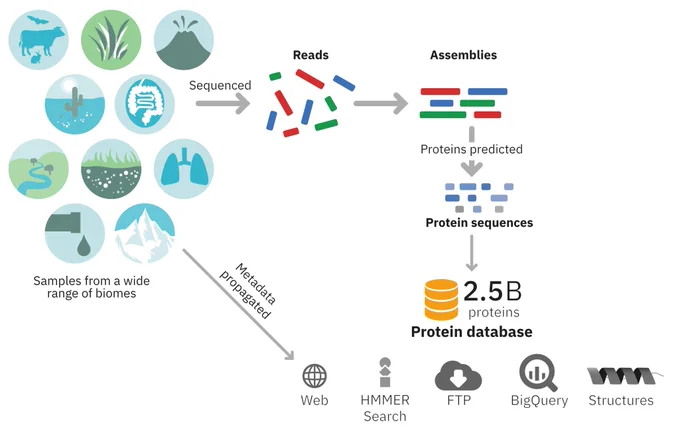 Schematic of the MGnify Proteins resource. Metagenomic sequencing reads from a wide range of biomes are assembled. Protein sequences are predicted from these assemblies, and stored in a database of 2.5billion sequences. These are available via the web and ftp, searchable via HMMER and BigQuery, and structure predictions are also available.