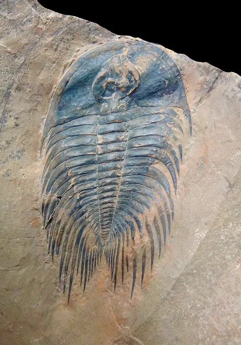 Bird's eye view of a charcoal-colored trilobite fossil protruding from the surface of a beige stone. The trilobite is oval shaped and has sharp spines lining the sides of its pointing towards its hind-end. Its head is smooth and helmet-like; it's facing the top of the frame.