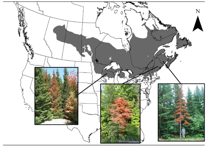 Fig 1 from Broom et al (2024): Location of 2018 reports of sudden fir mortality within the current distribution range of balsam fir (Natural Resources Canada, 2015). Reports included pictures shown here of the rapid reddening of intact foliage associated with sudden balsam fir mortality in Wisconsin (2019), northern areas of New Hampshire, Vermont, Maine (Maine Forest Service, 2018) and New Brunswick (NBERD, 2018). Images of the fir trees are used with permission: ©
Wisconsin Department of Natural Resources (left), Photo taken by Aaron Bergdahl © Maine Forest Service (center), Photo taken by Anthony Taylor © Canadian Forest Service (right) 