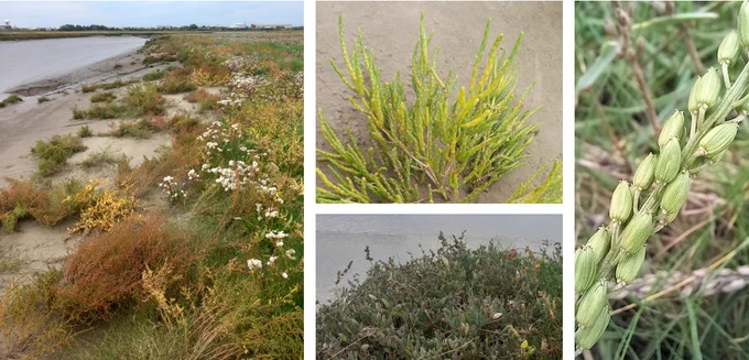 Long-spiked Glasswort; Sea Purslane & Sea Arrowgrass.