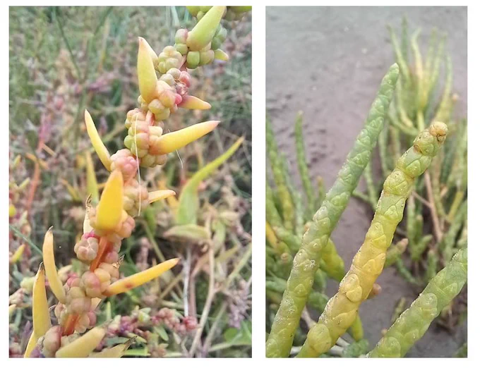 Annual Sea-blite & Long-spiked Glasswort.