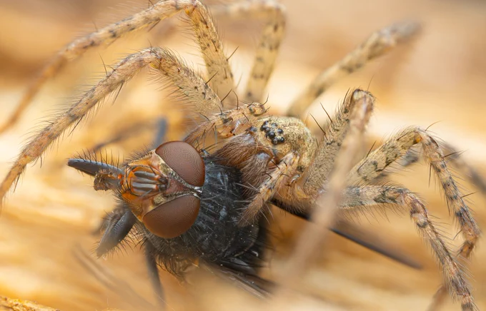 A Tegenaria ferruginea spider with a housefly in its jaws. The spider is a pale brown with black annulations on the legs, and the body is slightly smaller than the fly but with the legs it dominates over it.