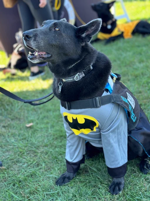 Dog dressed in a Batman costume.