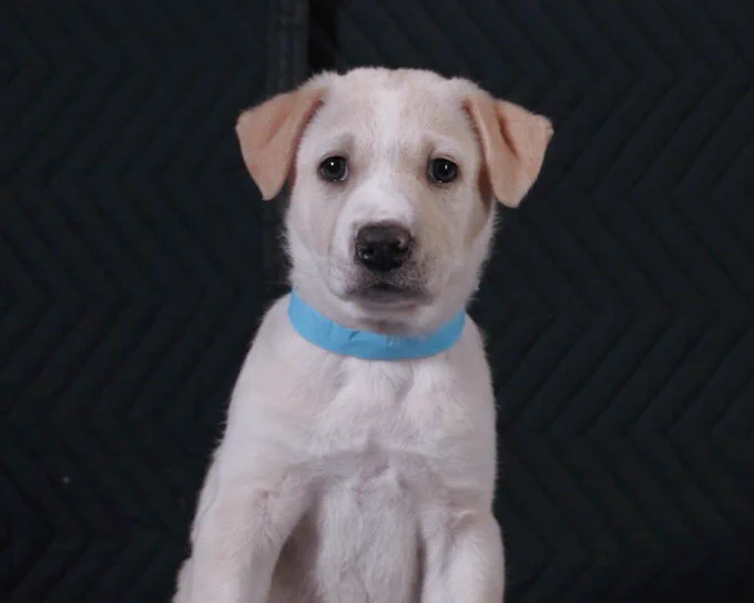 a white blond puppy wearing a blue collar sits upright against the dark backdrop of a sound studio. their triangle ears droop forward as they look directly at the camera.
