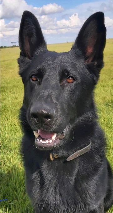 A black German Shepherd, PD Kit, pictured in a field surrounded by grass. 