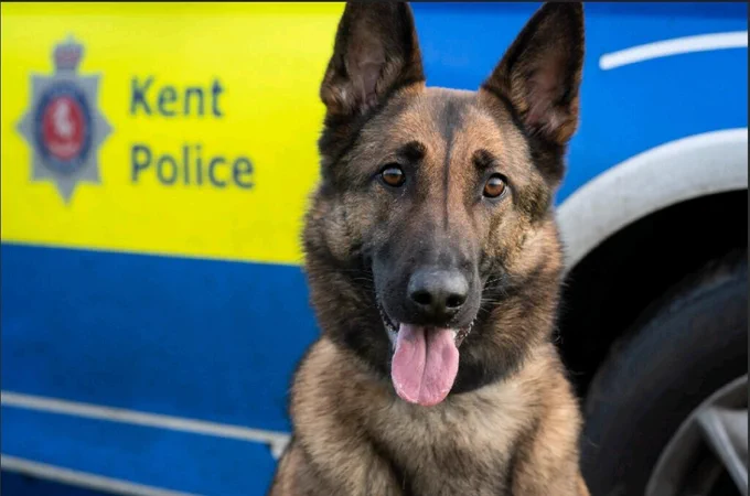 A police dog, PD Bo pictured beside a marked police car. 