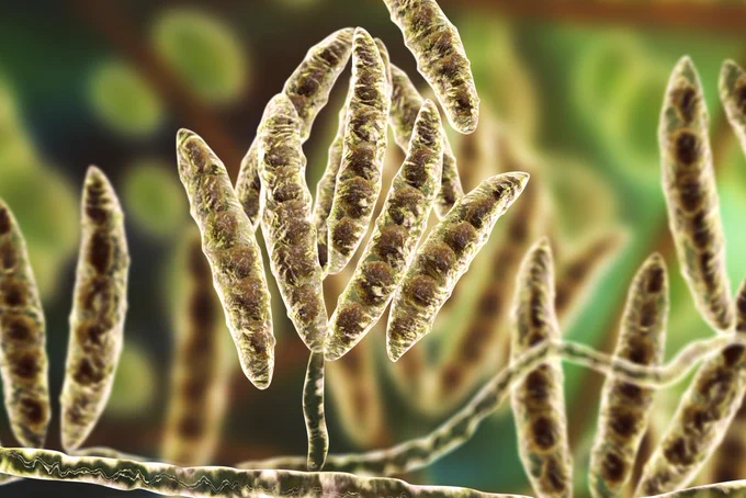 Fungi Fusarium which produce mycotoxins in cereal crops that affect humans and animals