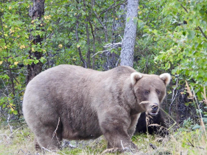 Winner winner, salmon dinner! A bulked up bear (128 Grazer) standing in forest area. 