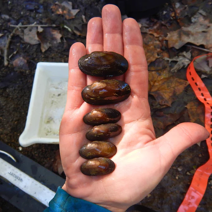 An outstretched hand holding six live salamander mussels in a row.