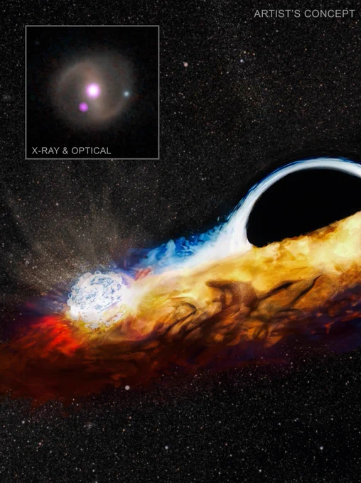 The image shows a disk of stellar material around a black hole, with a neighbouring star colliding and flying through it. The black hole halfway down the right edge appears as a jet-black semicircle capped by pale blue light. The disk obscures its lower half, which is viewed edge-on as a swirling band of yellow, orange, and red gas stretching diagonally from the middle right to the lower left.

Near the lower left, the disk's outer edge overlaps with a bright blue sphere, representing a neighbouring star crashing through the debris. The disk is the remnants of a destroyed star, with electric blue and white waves marking the hottest gas. As the star passes, it leaves a trail of gas and emits X-rays, detected by Chandra.

An inset in the upper left shows a close-up of the source in X-ray (purple) and optical light (white and beige).

Image credit: NASA 