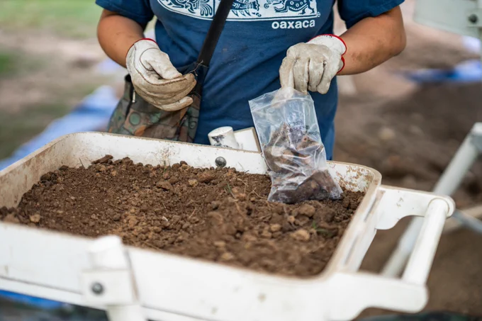 Person examining soil in a tray with a bag of artifacts, wearing a blue "Oaxaca" shirt and gloves.