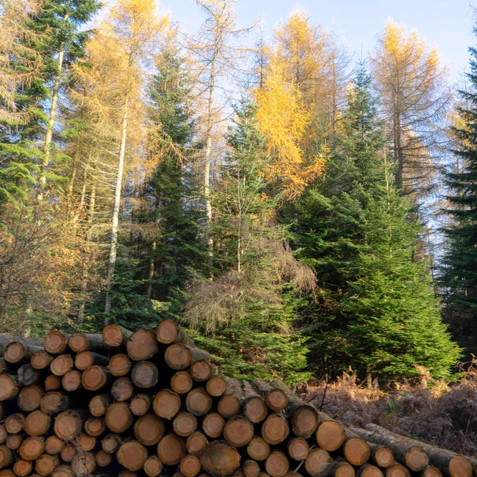 Logs piled up in an autumnal forest.