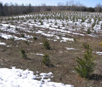 Study site forest planted on former agricultural land at Turkey Point Observatory, southern Ontario