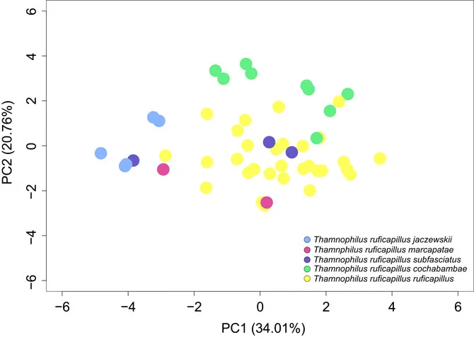 Fig. 4 from the article: Analysis of the vocalizations of T. ruficapillus. Song differentiation among subspecies is shown based on a PCA performed with the song variables (mean duration of the note, mean duration of the interval between notes, fundamental frequency, bandwidth of the note and the number of notes in each song; the first four variables were measured for the first note).