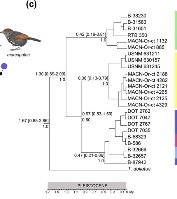 Fig. 1c from the article: Bayesian phylogenetic tree with divergence times obtained from the analysis of the concatenated mitochondrial dataset (1130 bp). The numbers near the nodes indicate the mean divergence time estimates and the numbers between square brackets correspond to the 95% highest posterior density intervals of those estimates.