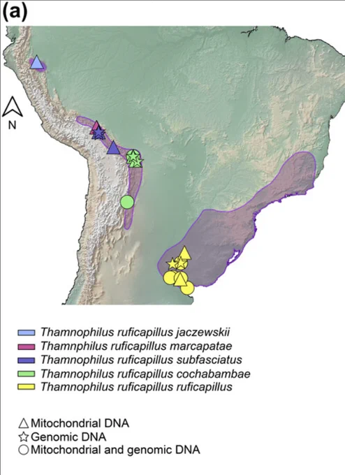 Fig. 1a from the article: (a) Distribution map (shaded in violet) showing sampling localities, subspecies identity and the type of sequence data obtained for each sample. The distribution map is based on BirdLife International and NatureServe (2014). 