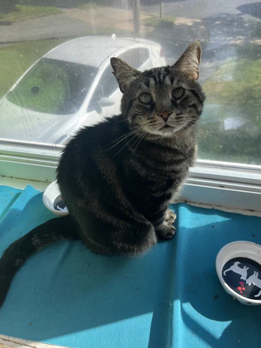 Fishtopher, a classic brown tabby cat, sitting in a windowsill and looking up at the camera. His front paws are very close together. The window is full of sun, making Fish's pupils small in the light and his green eyes appear larger. He looks alert and relaxed, and his ears are facing forward.