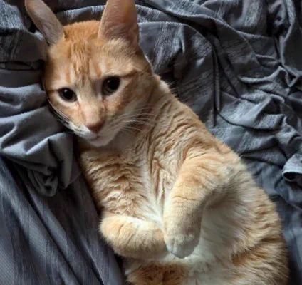 an orange cat is holding his paws to his chest like a bunny. he has an extremely sweet contrite expression with wide sad eyes like a cartoon kitten