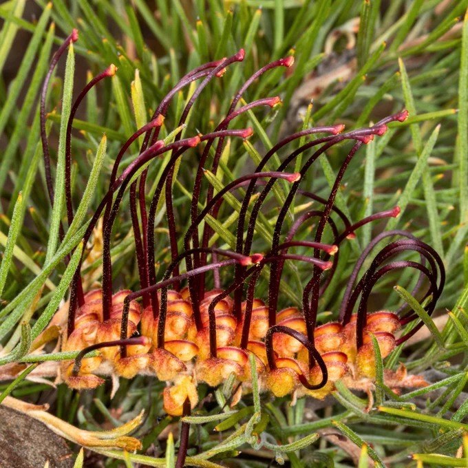📷 Flower and seed of Grevillea calliantha (Images: Andrew Crawford).