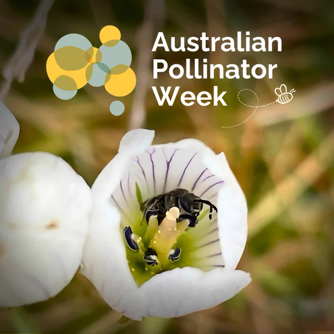📷 Native bee pollinating Gentianella muelleriana at Kosciosco national park (image: Bradley Desmond)