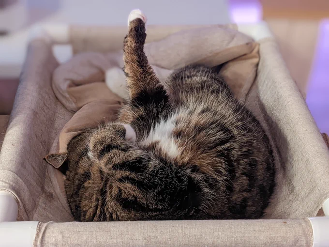 Tan and black striped cat with white on chest and paws, curled up in a cat bed with belly up, sticking his left front paw straight up in the air