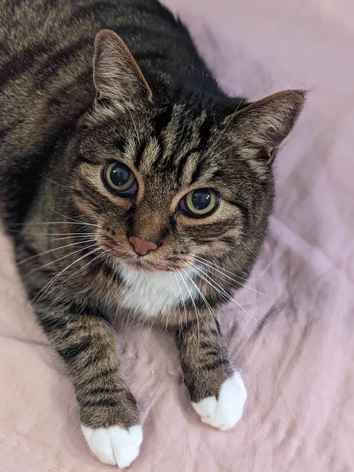 Tan and black striped cat with white on chest and paws staring up at the camera
