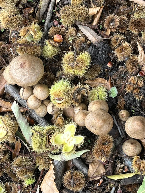 Close up of mushroom and conkers and twigs