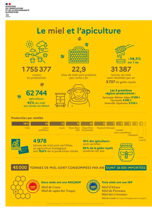 Infographie - Le miel et l'apiculture

1 755 377 ruches en production ;
22,9 kilogrammes de miel sont produits par ruche par an ;
31 387 tonnes de miel sont récoltées par an dont 3 727 tonnes de gelée royale.

Les trois première régions productrices sont :

Auvergne-Rhône-Alpes : 5,126 tonnes ;
l'Occitanie : 4,142 tonnes ;
la Nouvelle Aquitaine : 3,723 tonnes.

45 000 tonnes de miel sont consommées par an.
62 744 apiculteurs.
42% du miel est vendu en direct.

En 2022, 4 978 tonnes de miel sont certifiées en agriculture biologique (AB) , soit 15,6% de la production totale ;

19% des apiculteurs sont certifiés agriculture biologique ;
84% de la gelée royale produite en France est certifiée en agriculture biologique ;
2 miels ont une AOC / AOP : miel de Corse, miel de sapin des Vosges ;
3 miels ont une IGP : miel d'Alsace, miel de Provence, miel des Cévennes.

Source : FranceAgrimer