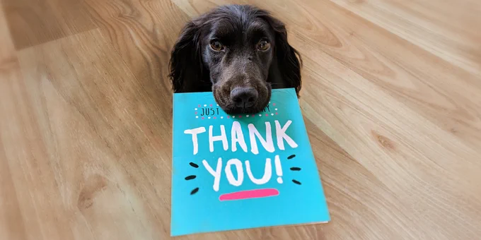 Black springer spaniel holding a card in its mouth that reads 'Thank you!'.