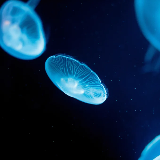 Moon jellyfish in The Deep's Cool Seas exhibit.