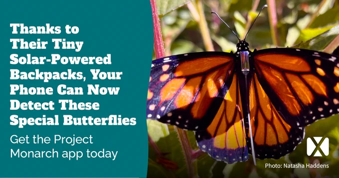 “Thanks to Their Tiny Solar-Powered Backpacks, Your Phone Can Now Detect These Special Butterflies! Get the Project Monarch app today” A monarch butterfly resting with its wings open, showing that it has a small solar panel and antenna glued to its body.