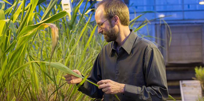Ed Buckler inspects his research. 