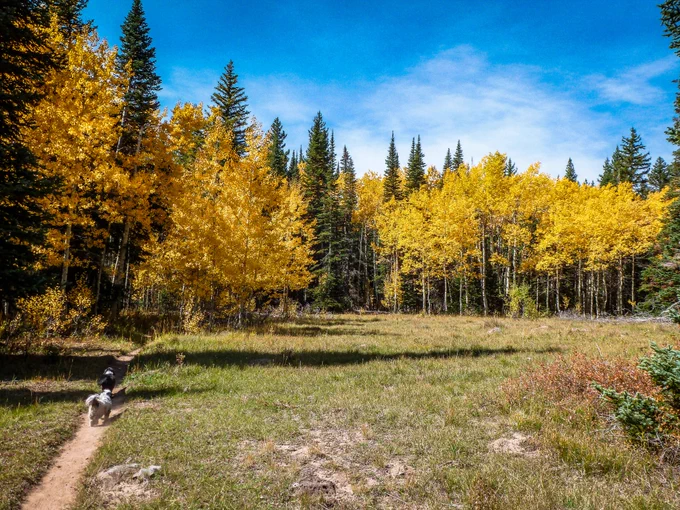 dogs on a mountain trail in the fall