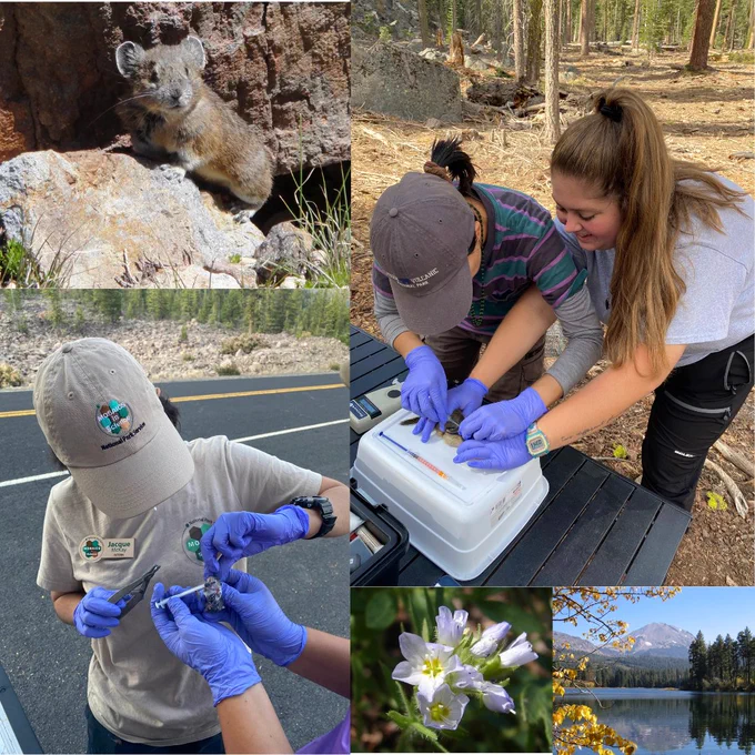 A collage of photos from Lassen Volcanic National Park. The top left photo is an American Pika. There are 2 action shots of the interns trapping and vaccinating mammals. The bottom photos are of wildflowers and a mountain lake.