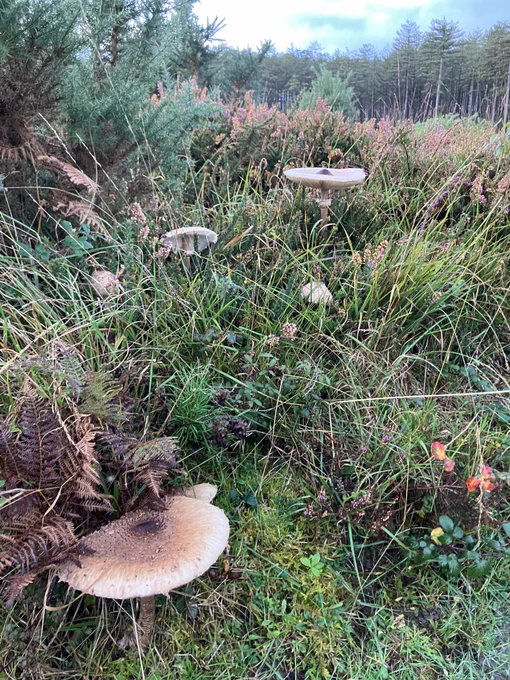 This images shows the forest floor full of vegetation turning autumn colours and a series of fungi sprouting and growing. 