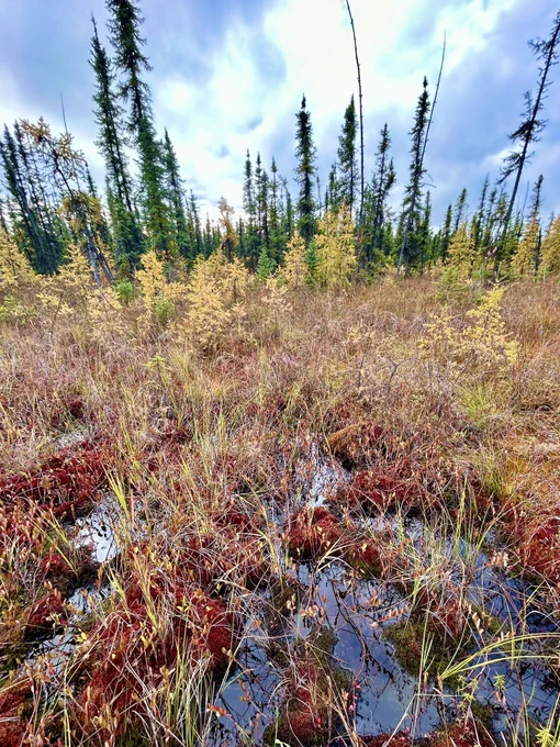 Image of a northern bog