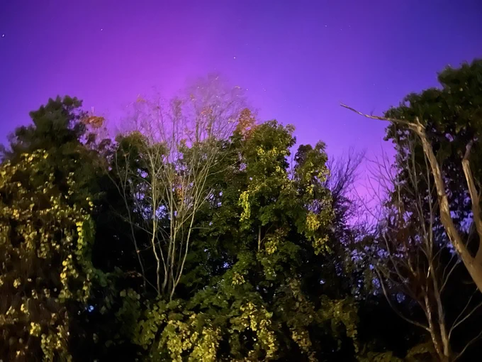 Trees with red aurora overhead.