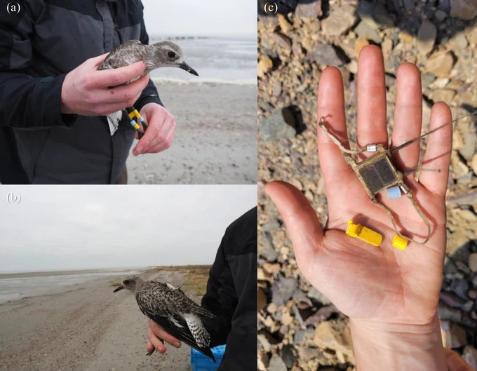 Figure 1 in Boom et al. (2024): "(a, b) 11:21 25-01-2023, Griend, The Netherlands. The Grey Plover photographed upon release on the island of Griend in the Dutch Wadden Sea in January 2023, equipped with color bands (a) and a Druid MINI 2G transmitter (b). (c) 12:17 04-06-2023, Lund municipality, Sweden. The transmitter and several of the colors bands found next to the remains of the Grey Plover near the Peregrine Falcon nest in Southern Sweden in June 2023. Photographs: Thomas K. Lameris (a, b), Arne Hegemann (c)." 
