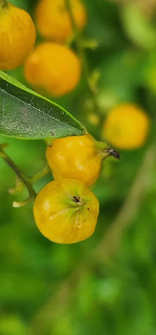 Samsung S22 Ultra camera 📷  pic