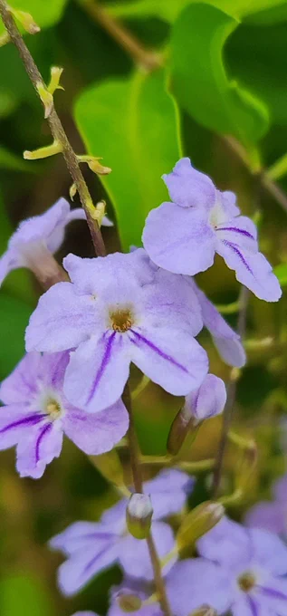 Micro shot