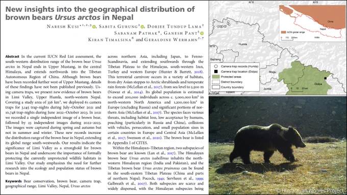 Left: First page of the article 'New insights into the geographical distribution of brown bears Ursus arctos in Nepal'. Top right: Map showing camera trap records of the brown bear in Limi Valley and Chyol, Nepal. Bottom right: A camera trap image of a brown bear in Limi Valley in 2023. 