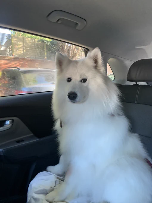 A brushed out white dog in a car.