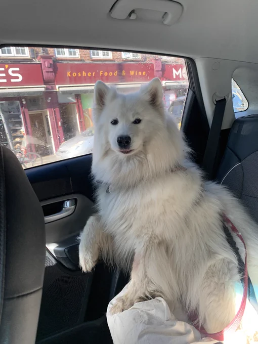 A white dog in a car