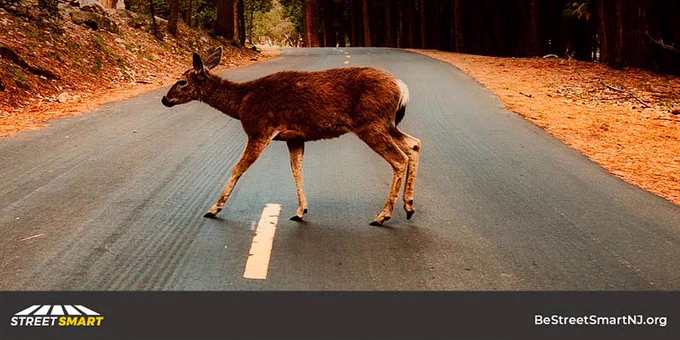 Deer crosses over white stripe in center of roadway