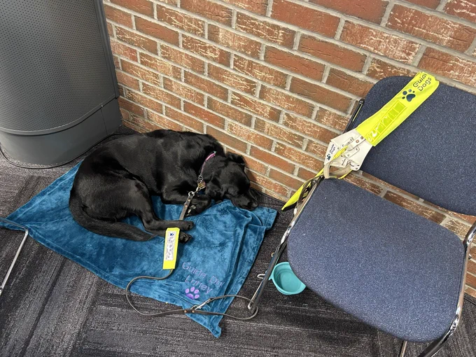 Guide dog Loney  relaxing on her blanket next to a wall. There is a water bowl next to her and her guide dog harness is hanging on the chair.