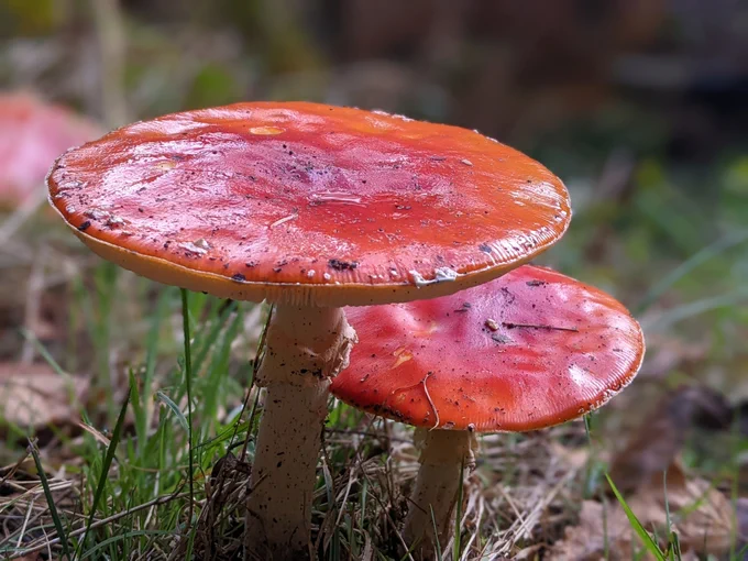 Two red-capped fungi glisten in the ground