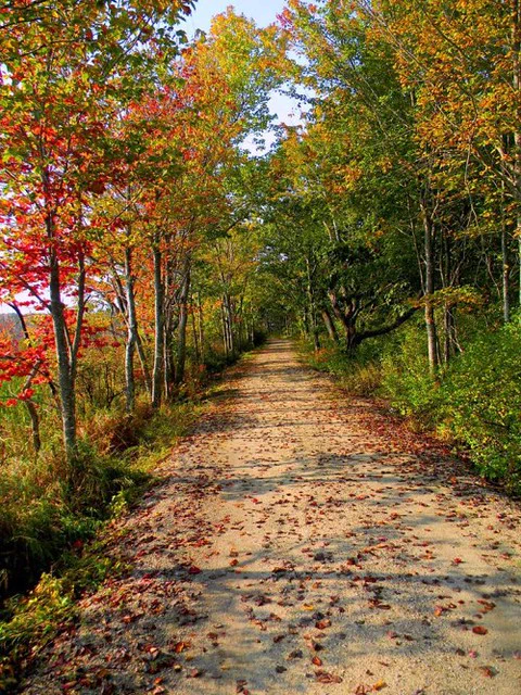 a colorful trail in autumn with leaves various shades of red, orange, and green
