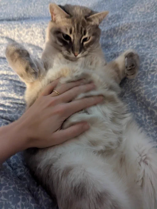 My hand on my cat's exposed underbelly; she looks down with flesh shredding in her heart