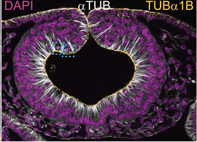 Immunohistochemistry of tubulin proteins in a chicken neural tube. The neural tube will become the brain and spinal cord of the organism.